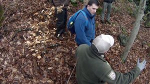 The Search for Black Bears