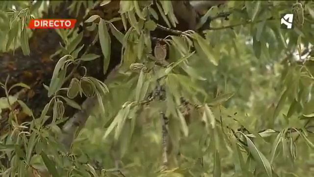 HELADAS EN EL MATARRAÑA