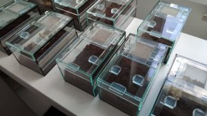 Новый дом для коллекции птицеедов. Какой паук.