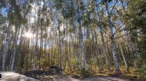 Курмыш 15 соток