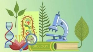 Биология 8 класс. Половая система человека.