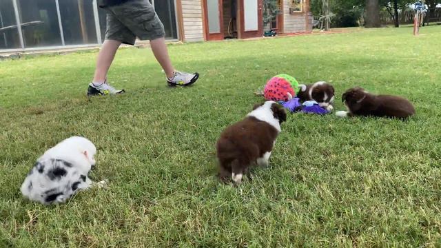 Lola x Limbo’s litter of Mini Aussie puppies play at Lindsey’s Aussies смотреть онлайн