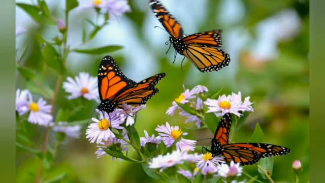 Gavotte - Francois Joseph Gossec смотреть онлайн