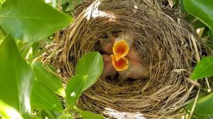 Red Breasted Robin eggs have hatched. Video of the baby birds!!!