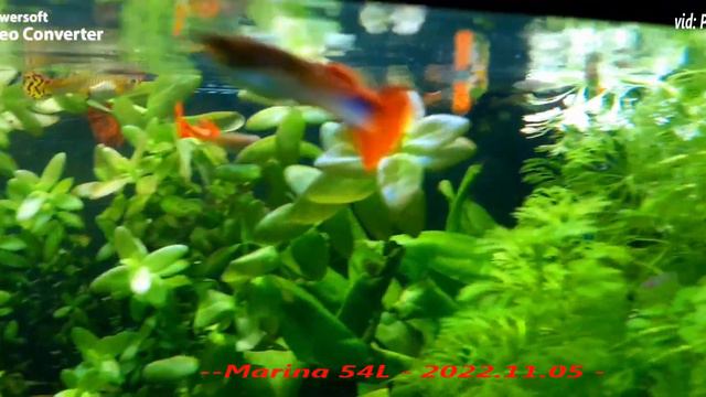 My Martina 54L Aquarium--2022.11.05-- смотреть онлайн