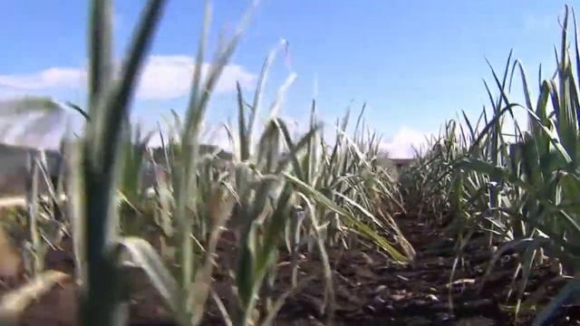 Trinkwasserinitiative - Bewässerung mit Trinkwasser weil Bäche zu belastet смотреть онлайн