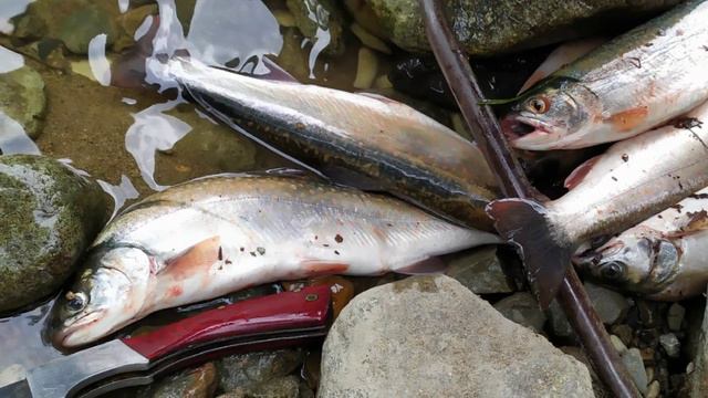 Река Кема. смотреть онлайн