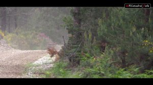 Test | Jari-Matti Latvala - Toyota Yaris WRC (Vila Pouca de Aguiar) [Full HD]