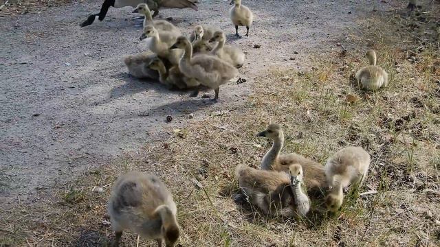 kanadanhanhilla paljon poikasia смотреть онлайн