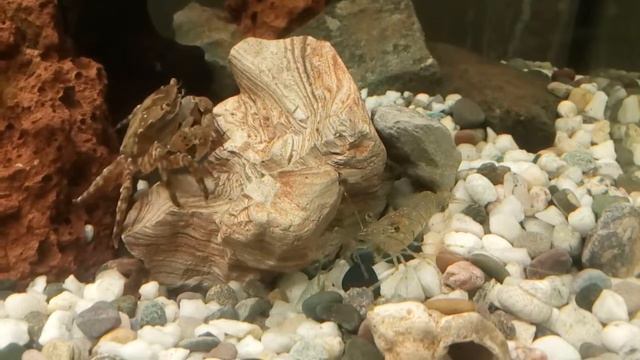 Мои домочадцы смотреть онлайн