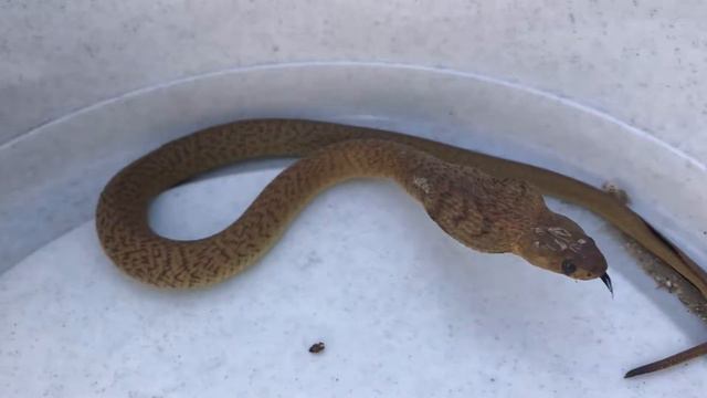 Juvenile Cape Cobra Defensive Behaviour (20171105) смотреть онлайн