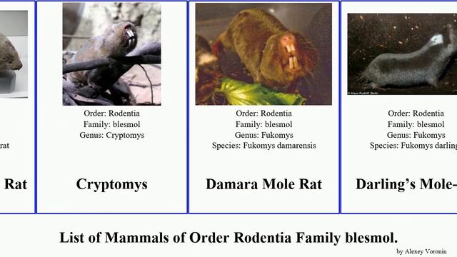 List of Mammals of Order Rodentia Family blesmol. rat mole Fukomys Mole-rat Jesse Bathyergus Cape