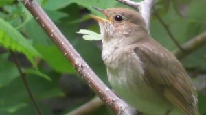 Соловей   ( Luscinia luscinia )