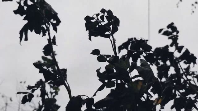 VID 20231104 152544 Я брёл по кручам каменным...(Гарсиласо де ла Вега)...Павел Васильев Лахтинский