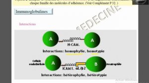 Immunoglobulines adhesivité