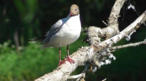 Озёрная чайка ( Chroicocephalus ridibundus )