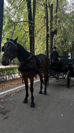 Фаэтон в  парке заповеднике "Архангельское"