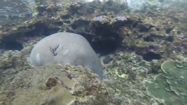 Snorkeling Isle of Pines and Mystery Island смотреть онлайн