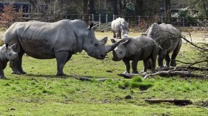 Nashorn Herde hat ihre Wilden 17 Minuten. Zoo Augsburg.