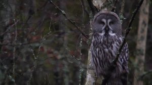 Digiscoping with Kowa - Great grey owl