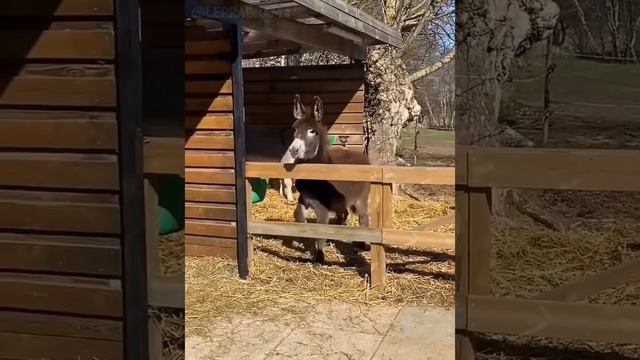 Какие же ослики грациозные 😏 смотреть онлайн