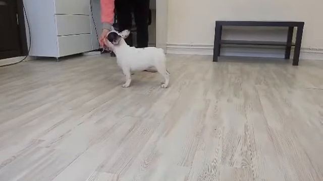 Greta Garbo vom Vavulin Hof смотреть онлайн