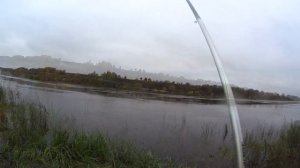 Рыбалка на реке Волхов | Поплавочная снасть | Чехонь