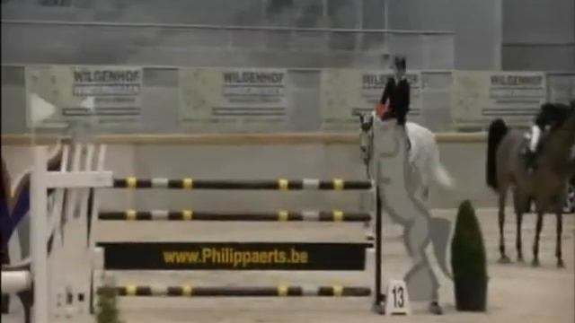 Born for you `Sporthorses from Holland` FOR SALE peter bulthuis смотреть онлайн