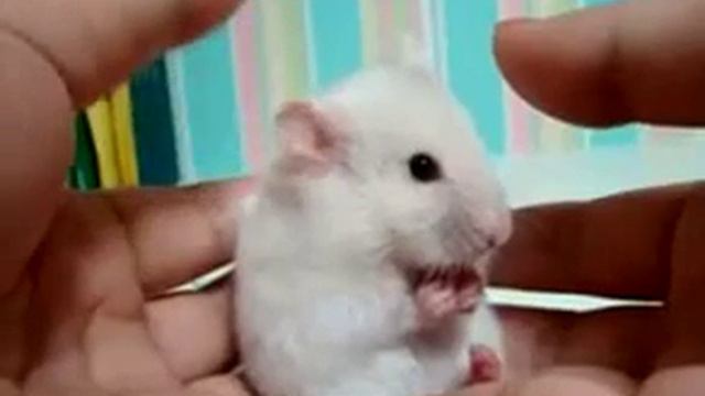 Нельзя остановиться!!! Ржач!!! ахахах... смотреть онлайн