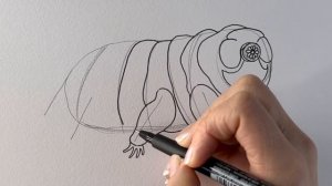 How to make a realistic TARDIGRADE drawing