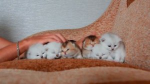 6 kittens