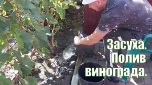 Полив винограда осенью при засухе