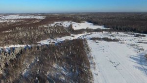 Лес Снегурочки