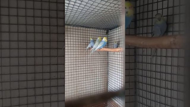 VID 20190528 130300 смотреть онлайн