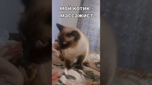 Мне мой кот массажирует  живот.