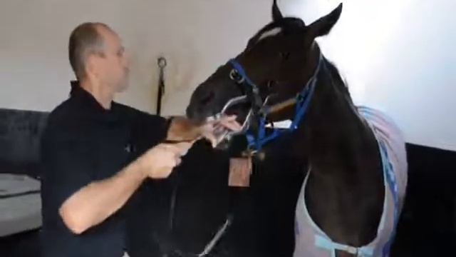 Equine Dentist Full Video смотреть онлайн