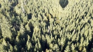 На большом воздушном шаре!