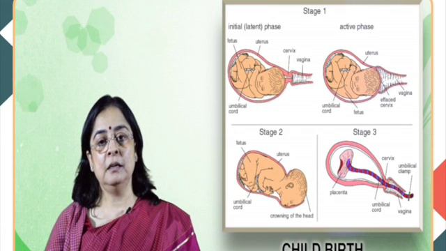 Biological Factors in Human Development Part 2 (PSY) смотреть онлайн