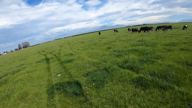 Dairy Farming in NZ 🇳🇿 Life of a dairy farmer | John Paul Cunanan смотреть онлайн