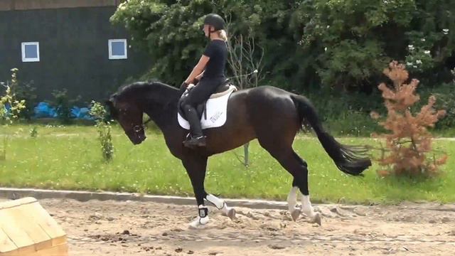 Quaterback-Florestan I stallion * 2009 for sale смотреть онлайн