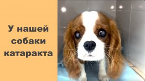 Лечение катаракты у Кавалер Кинг Чарльз спаниеля