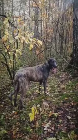 Просто золотая осень🍁🍂🍁🍂