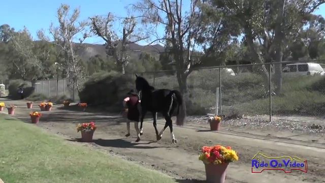 067J1 Deborah Rosen on Zuvenir CCI1* FEI Jog 1 Galway Downs Int'l Nov. 2015 смотреть онлайн