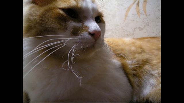 Вера Вотинцева - Кошка