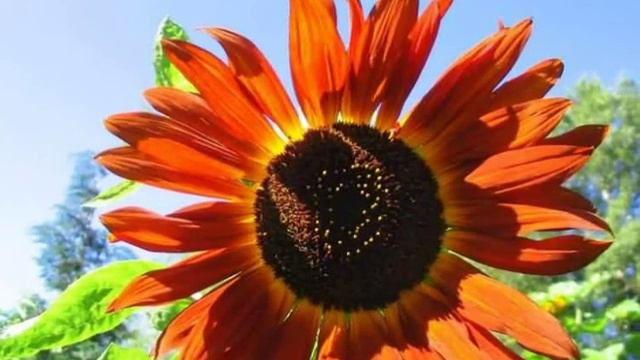 Amancio Prada, Libre te quiero смотреть онлайн