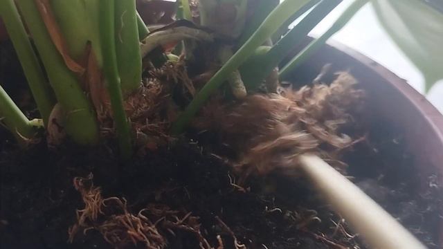 Антуриум гүлін көбейту #өсімдік #гүлдер #антуриум Гүлдер әлемі 🌹 смотреть онлайн