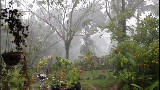 Rain in the hills. Sri Lanka, June 2020 смотреть онлайн