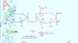 Maltose Structure