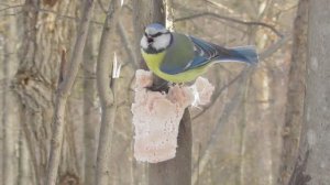 Лазоревка и сало ( Cyanistes caeruleus )