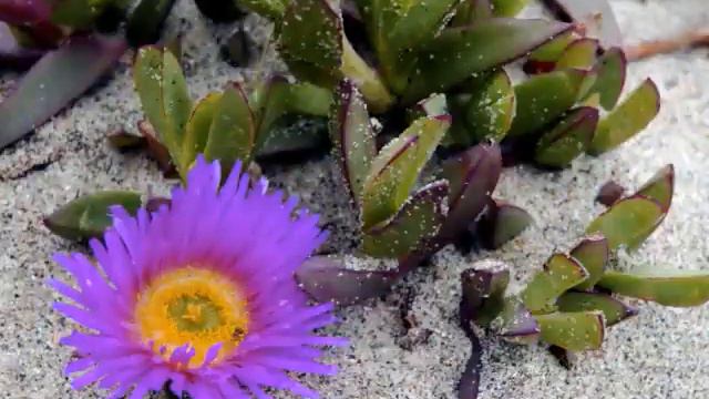 Prawdziwa Milosc wmv смотреть онлайн